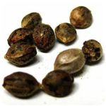 Семена марихуаны АК-47  (Seeds AK-47) в Томари